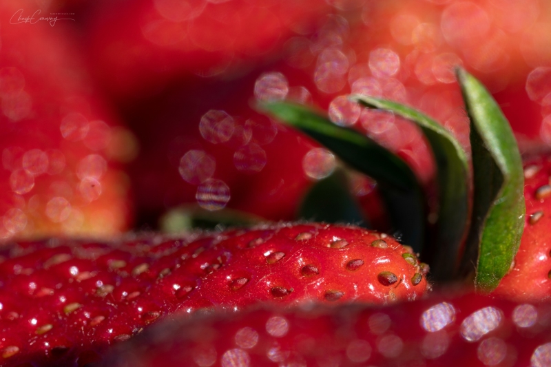 Strawberries - Saturday Market, Folsom, Ca