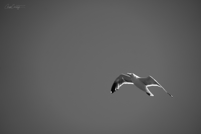 Seagull, Crescent City, Ca