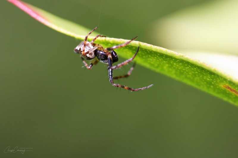 The Spider, Chico, Ca